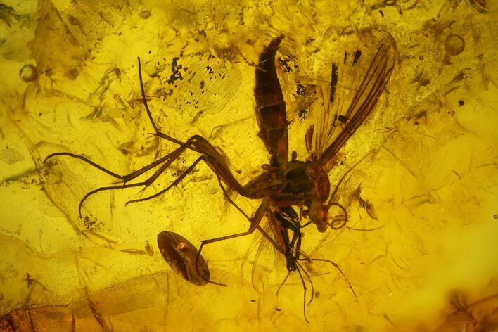 Four Fossil Flies (Diptera) In Baltic Amber - Two Huge Flies! #197735
